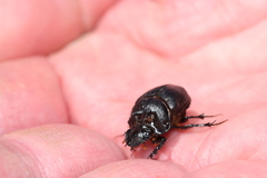 Onthophagini