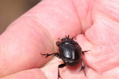 Onthophagini