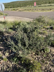 Condalia ericoides