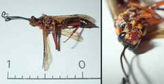 Degithina