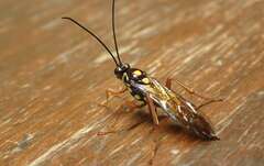 Degithina