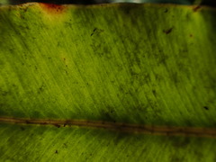 Elaphoglossum crassicaule