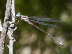 Archilestes californicus