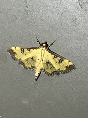 Ategumia ebulealis