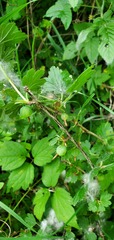 Ribes hirtellum
