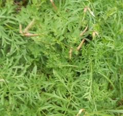 Selinum carvifolia