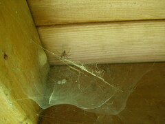 Calymmaria emertoni