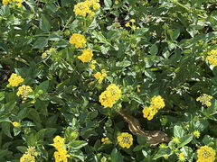 Lantana depressa