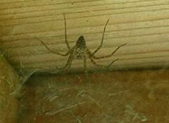 Calymmaria emertoni