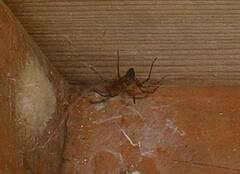 Calymmaria emertoni
