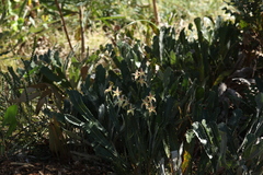 Caladenia × spectabilis