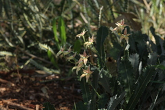 Caladenia × spectabilis
