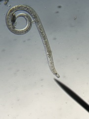 Nematoda