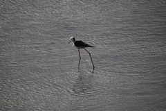 Himantopus leucocephalus