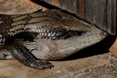Tiliqua scincoides