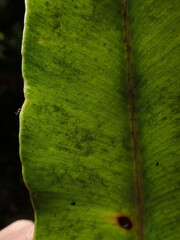 Elaphoglossum crassicaule