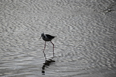 Himantopus leucocephalus