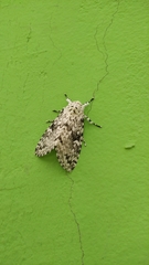 Lichnoptera