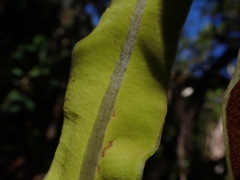 Elaphoglossum crassicaule