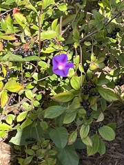 Ipomoea purpurea