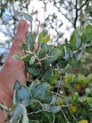 Acacia podalyriifolia