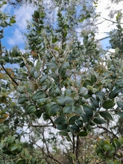 Acacia podalyriifolia