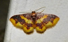 Lophosis labeculata