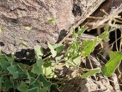 Aristolochia wrightii
