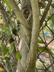 Asimina triloba