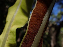 Elaphoglossum crassicaule