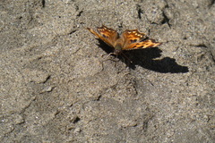 Polygonia satyrus
