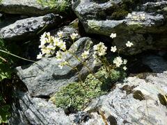 Saxifraga paniculata
