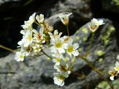 Saxifraga paniculata