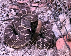 Crotalus oreganus helleri