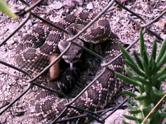 Crotalus oreganus helleri