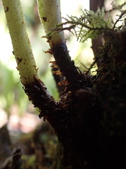 Elaphoglossum crassicaule