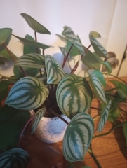 Peperomia argyreia