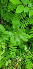Podophyllum peltatum
