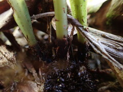 Elaphoglossum crassicaule