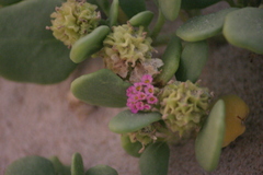 Abronia maritima