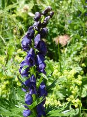 Aconitum tauricum