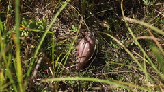Matelea cynanchoides