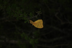 Phoebis philea philea