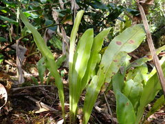 Elaphoglossum crassicaule