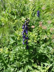 Aconitum tauricum