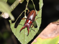 Prosopocoilus astacoides