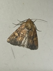 Perigea xanthioides