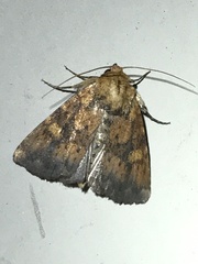 Perigea xanthioides