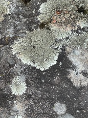 Xanthoparmelia conspersa
