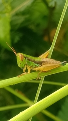 Caryanda spuria